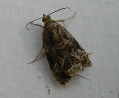 Olethreutes furfuranum