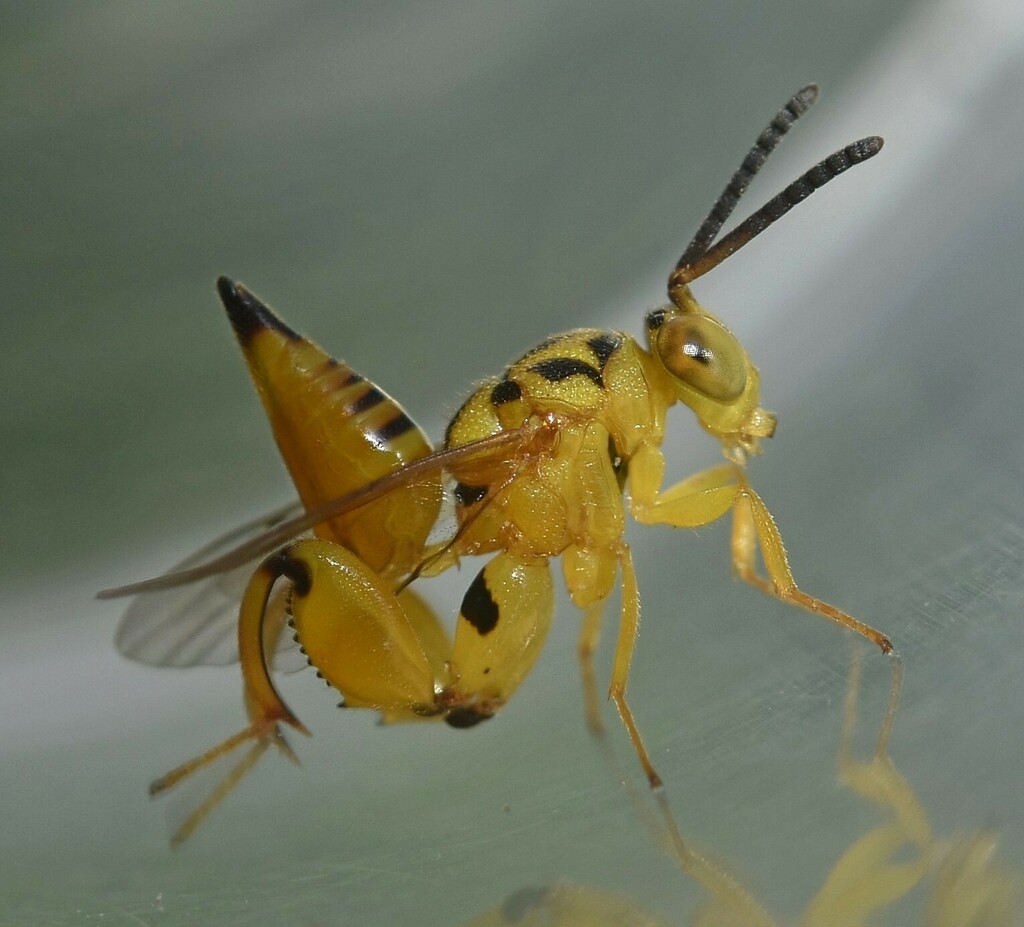 Conura femorata