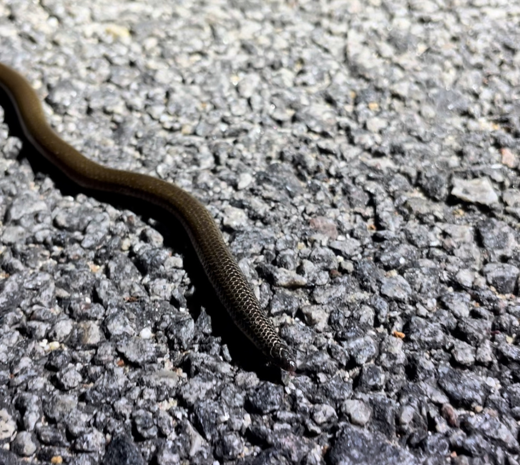 Jerdon's Shieldtail Snake