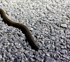 Jerdon's Shieldtail Snake photo 1