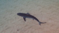 Carcharhinus obscurus