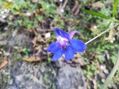 Delphinium madrense