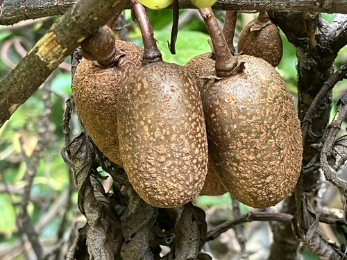 Actinidia rufa (Siebold & Zucc.) Planch. ex Miq.