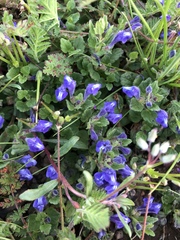 Scutellaria tuberosa