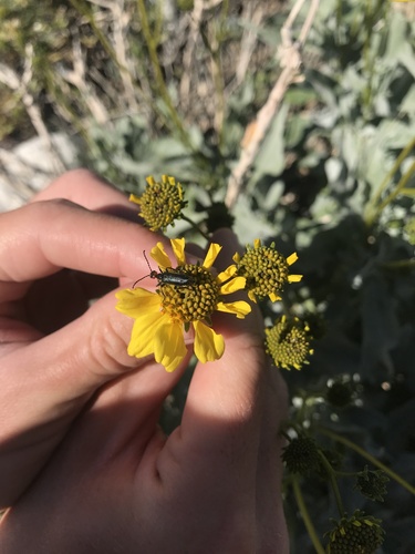 iNaturalist observation photo of Red-eared Blister Beetle