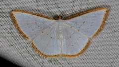 Leuciris fimbriaria