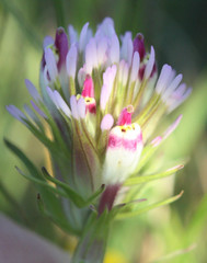Castilleja densiflora densiflora