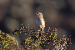 Cistothorus apolinari