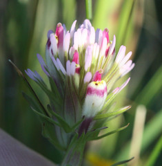 Castilleja densiflora densiflora