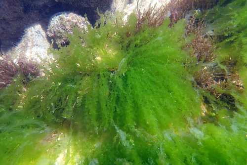Ulva taeniata observed 2023-10-17