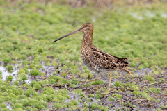 Gallinago nobilis