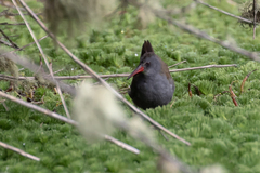 Rallus semiplumbeus