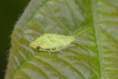 Kallitaxila granulata