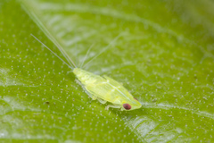 Kallitaxila granulata