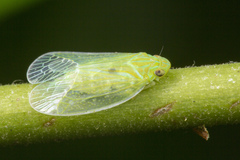 Kallitaxila granulata