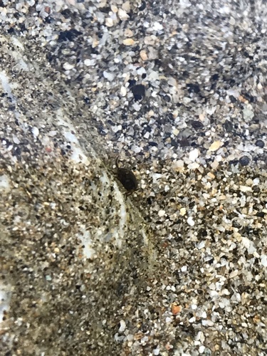 iNaturalist observation photo of Water Scavenger Beetles