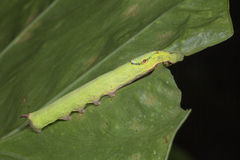 Eupanacra