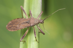 Lisarda rhypara
