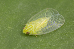 Kallitaxila granulata