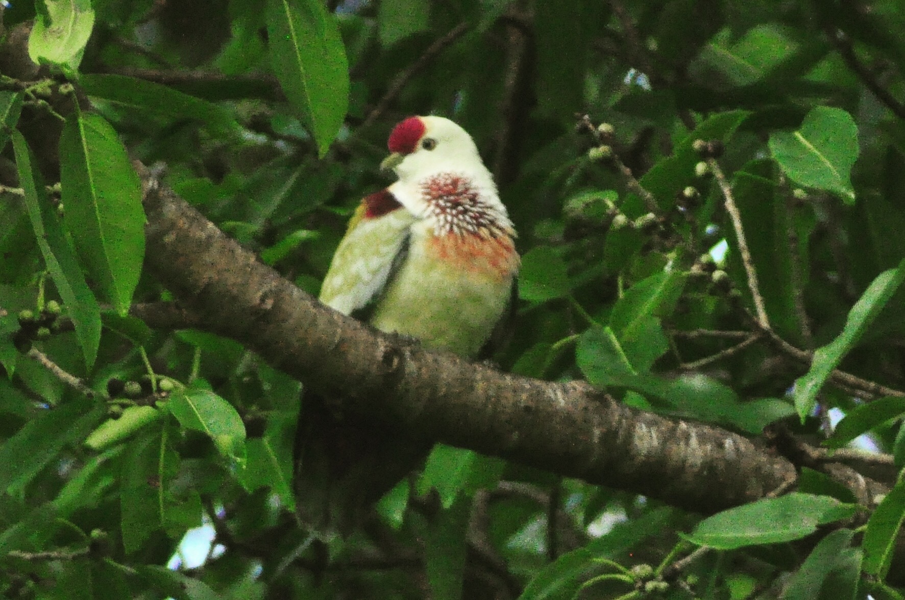 Many-colored Fruit Dove (Ptilinopus perousii), photo 2