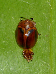 Chelymorpha cribraria