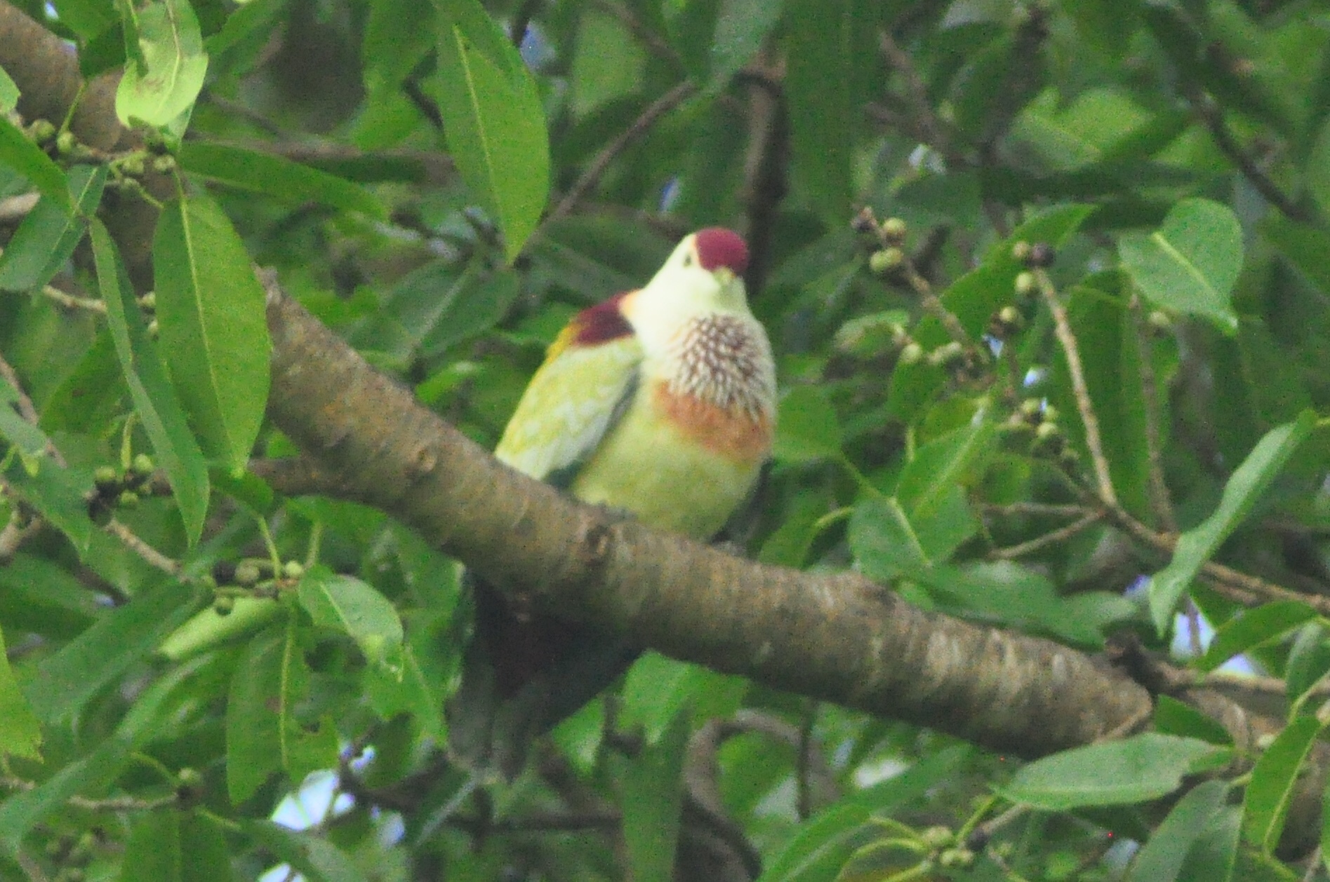 Many-colored Fruit Dove (Ptilinopus perousii), photo 3