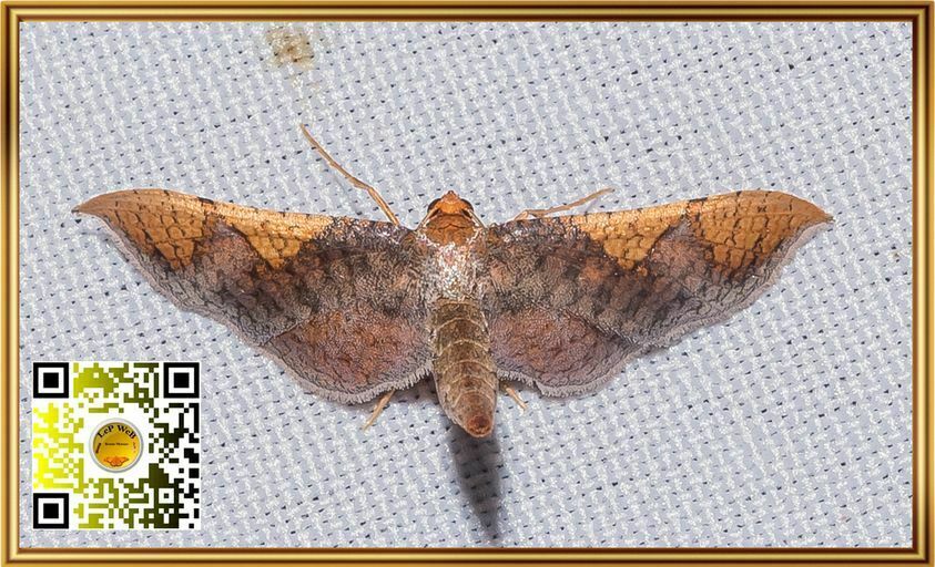 Rhodoneura lilacina