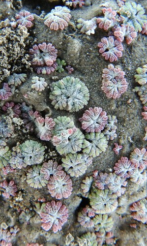 Image of Frost's Crystalwort (Riccia frostii) by (c) saltyhiker, some rights reserved (CC BY)