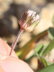 Trifolium microdon