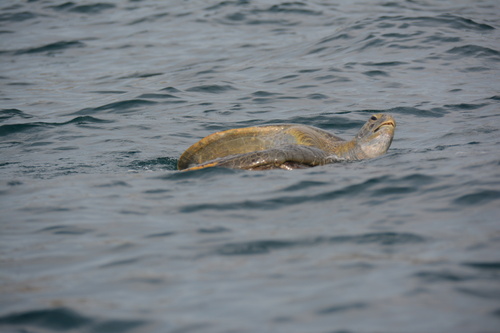 Tortuga verde
