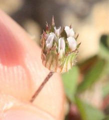 Trifolium microdon