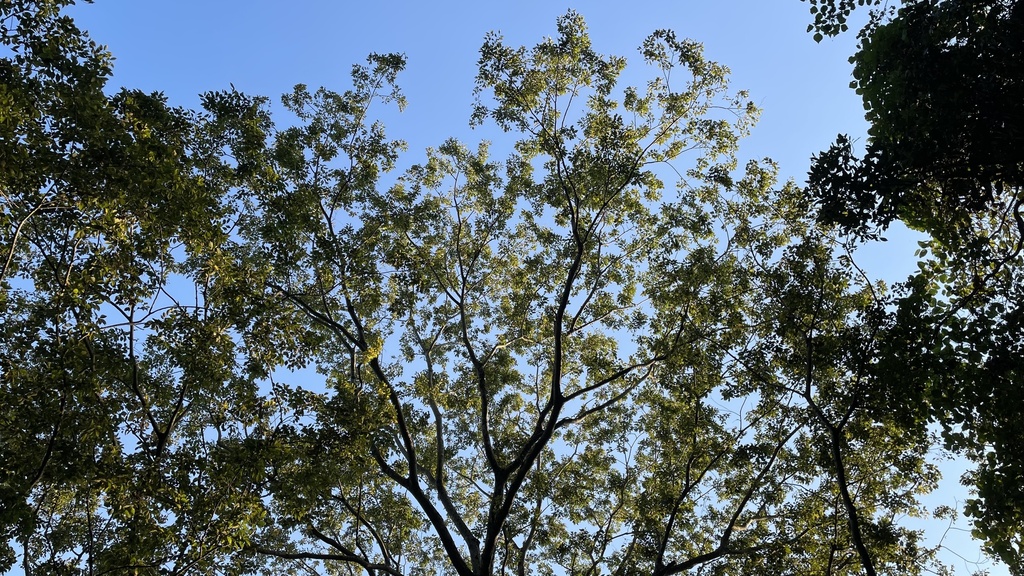 Chinese Hackberry in October 2023 by Gregory Mihaich. This is a massive ...