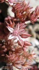 Sedum eriocarpum