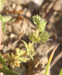 Alchemilla occidentalis