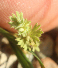 Alchemilla occidentalis