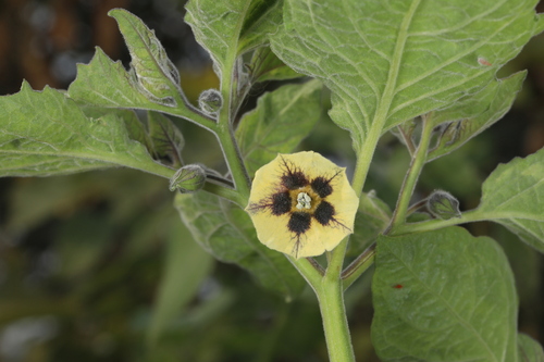 Physalis peruviana iNat (1)