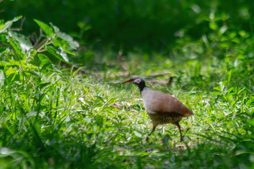 Tataupa Tinamou (Crypturellus tataupa)