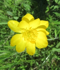 Ranunculus macranthus