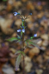 Amethystea caerulea