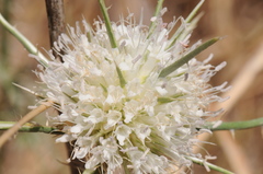 Dipsacus ferox