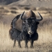 Wild Yak - Photo (c) 花蚀, some rights reserved (CC BY-NC-SA), uploaded by 花蚀