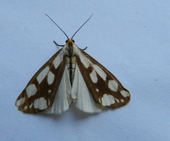 Haploa confusa