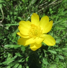 Ranunculus macranthus