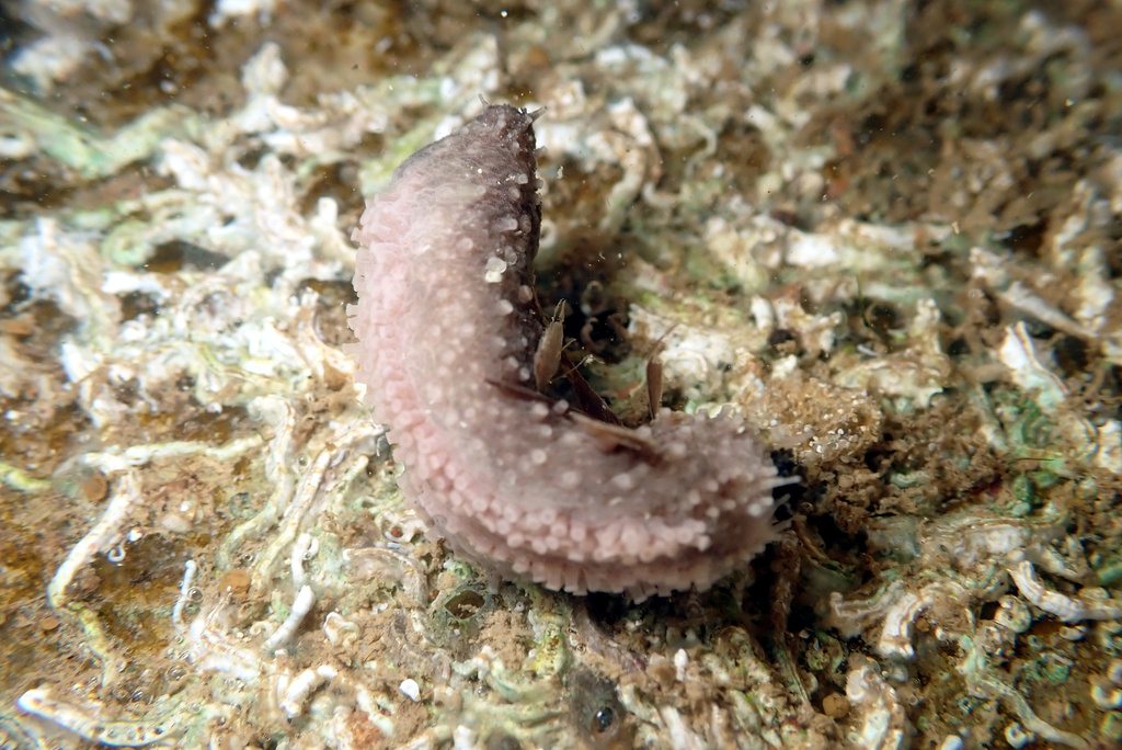 Neoamphicyclus materiae