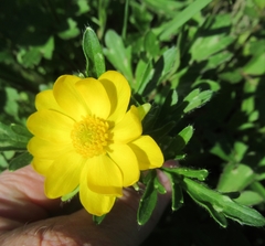 Ranunculus macranthus