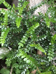 Zanthoxylum beecheyanum