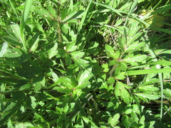 Ranunculus macranthus