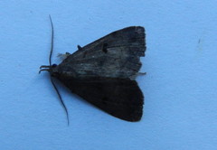 Phalaenostola hanhami