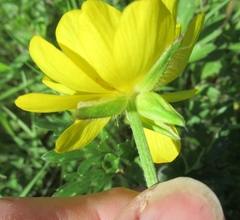 Ranunculus macranthus