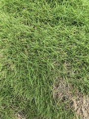 Zoysia pacifica